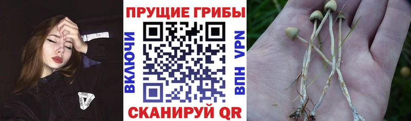 кракен ONION  Торопец  Псилоцибиновые грибы прущие грибы 